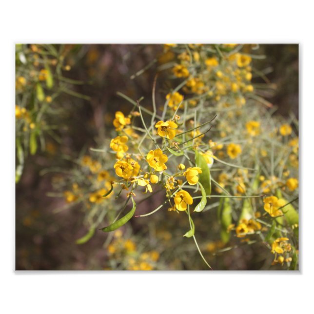 Yellow Flowers Photo Print (Front)
