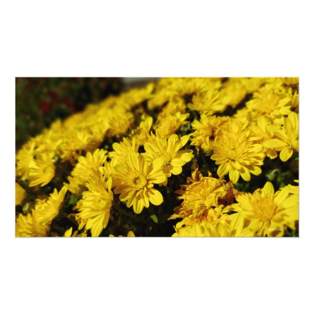 Yellow Flowers Photo Print (Front)