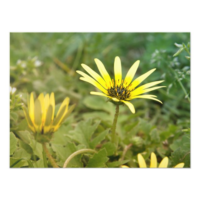 Yellow flowers photo print (Front)