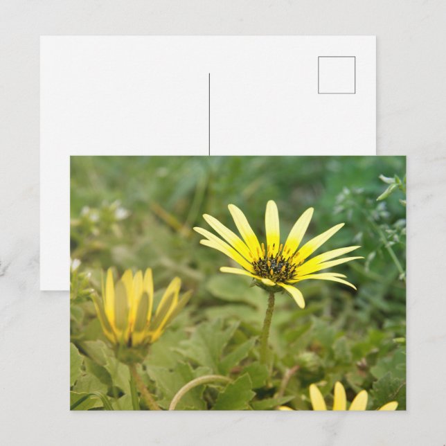 Yellow flowers postcard (Front/Back)