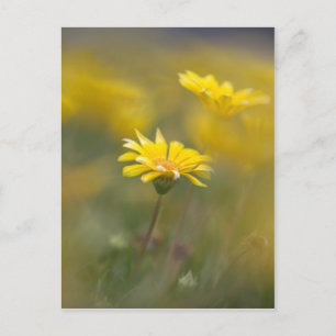 Yellow Flowers Postcard