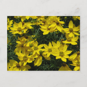 Yellow Flowers Postcard