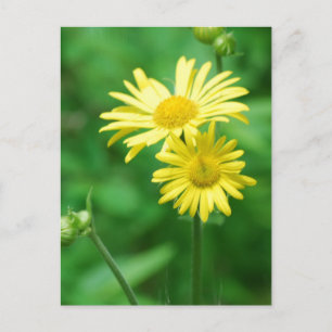 Yellow Flowers Postcard