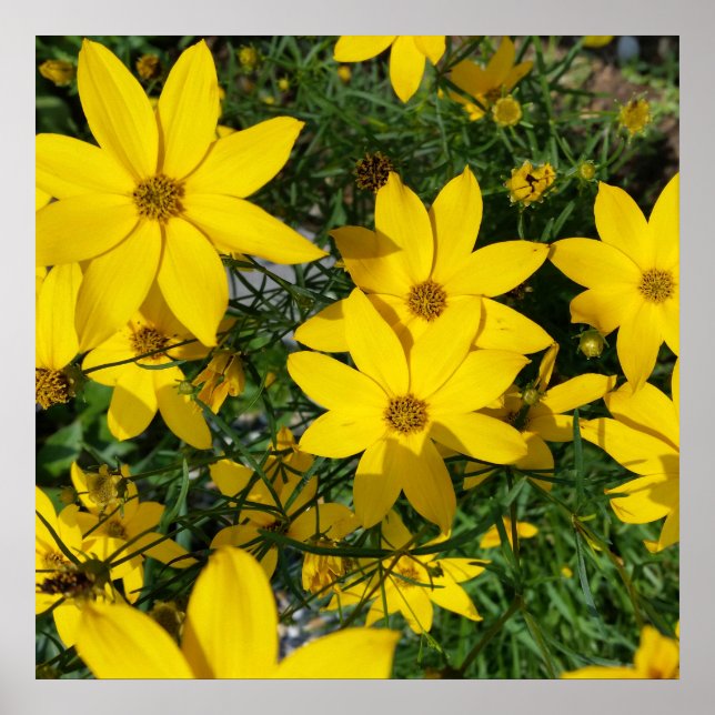 yellow flowers poster (Front)