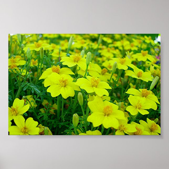 yellow flowers poster (Front)