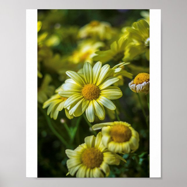 Yellow flowers Poster (Front)