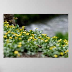 yellow flowers riverside poster