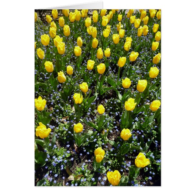yellow flowers tulip (Front)