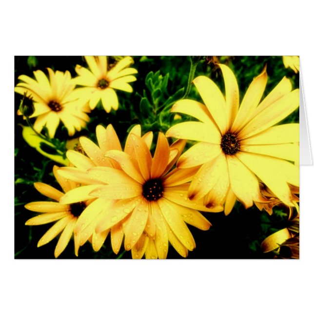 Yellow Flowers with Raindrops Flower Card (Front Horizontal)