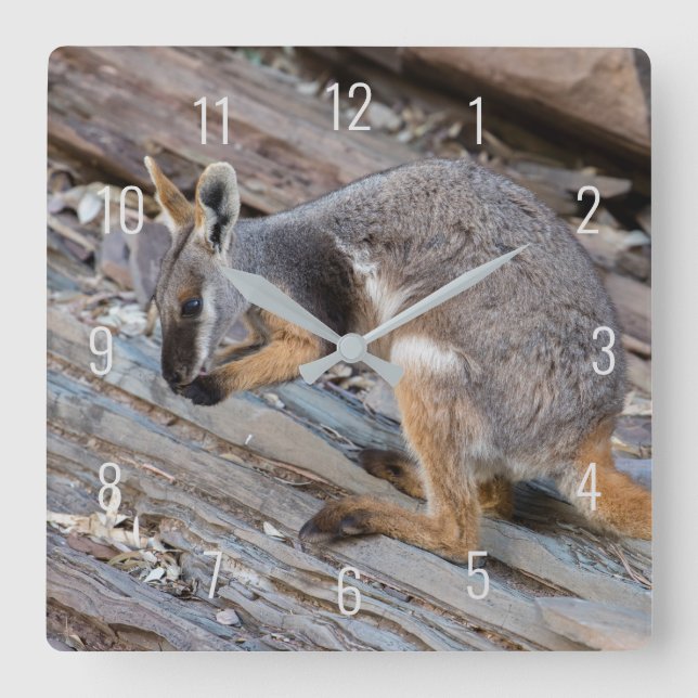 Yellow Footed Rock Wallaby Kangaroo Australia Square Wall Clock (Front)