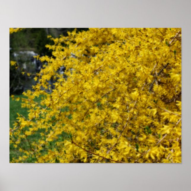 Yellow Forsythia Flower Poster (Front)