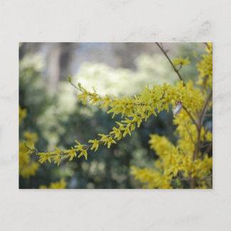 Yellow Forsythia Photo Post Card