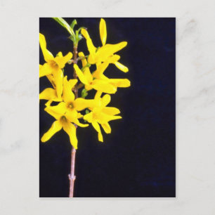 Yellow Forsythia Twig flowers Postcard