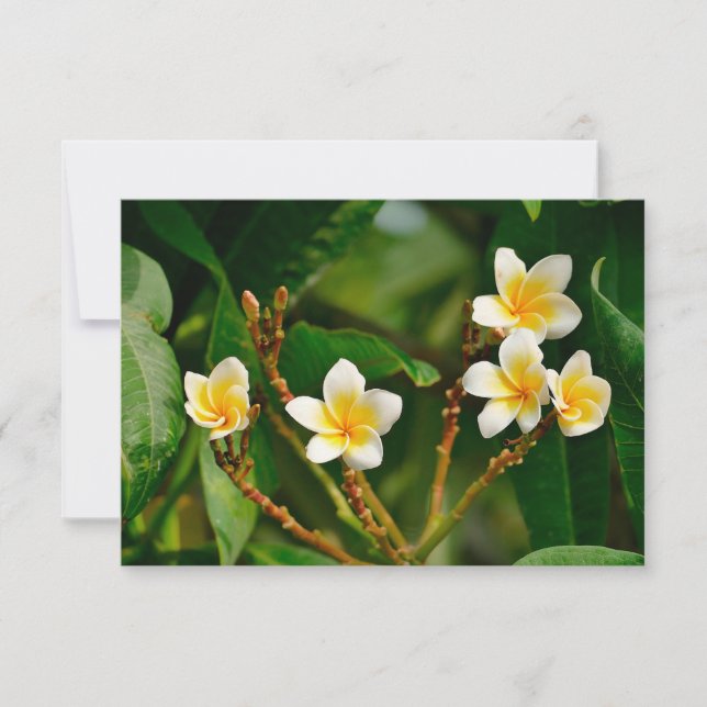 Yellow Frangipani (Front)