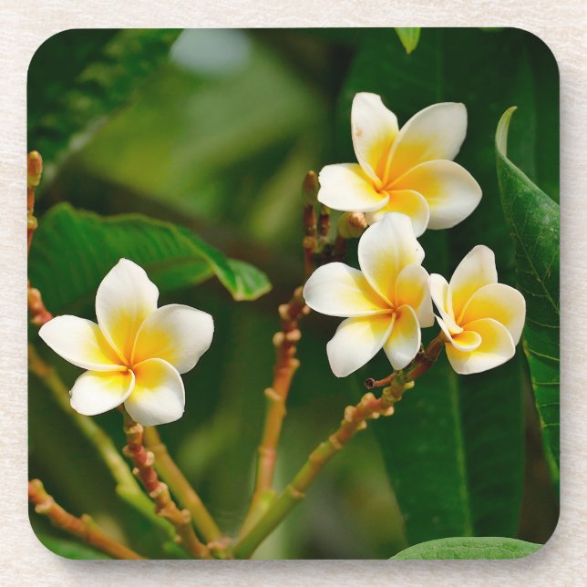 Yellow Frangipani Coaster (Front)