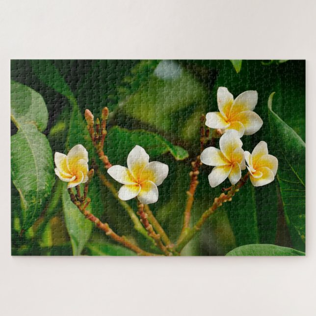 Yellow Frangipani Jigsaw Puzzle (Horizontal)