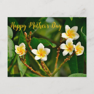 Yellow Frangipani Postcard