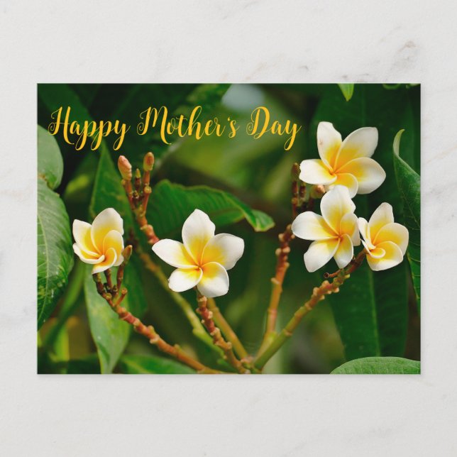 Yellow Frangipani Postcard (Front)