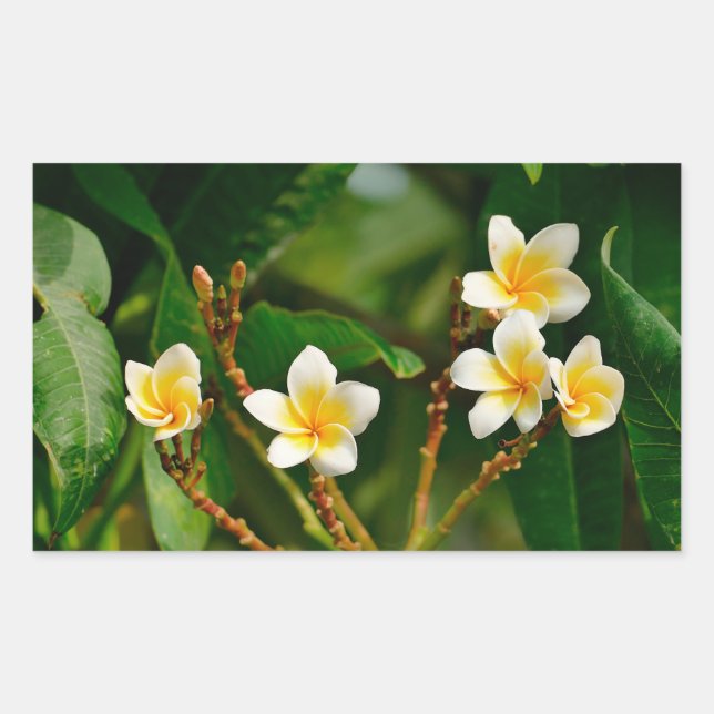 Yellow Frangipani Rectangular Sticker (Front)