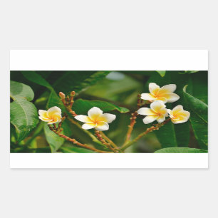 Yellow Frangipani Rectangular Sticker