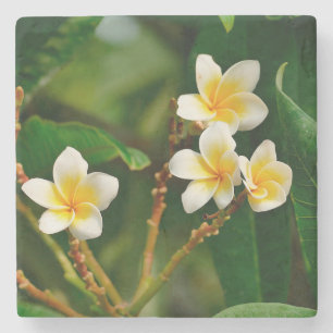 Yellow Frangipani Stone Coaster