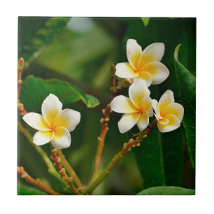 Yellow Frangipani Tile