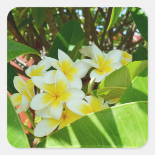 Yellow Frangipanis Growing On A Tree, Square Sticker
