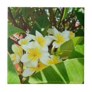 Yellow Frangipanis Growing On A Tree, Tile