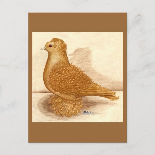Yellow Frillback Pigeon Postcard (Front)