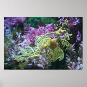 Yellow Frilled Seahorse Poster