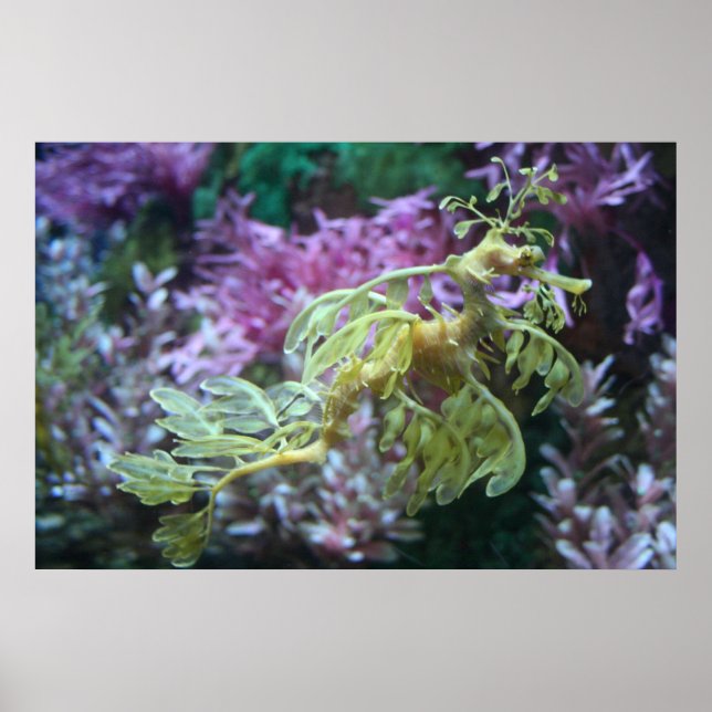 Yellow Frilled Seahorse Poster (Front)