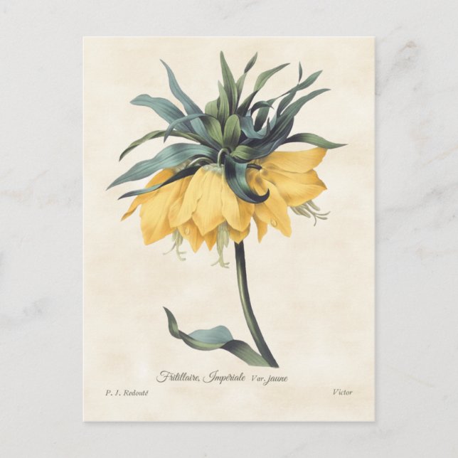 Yellow Fritillaria Vintage Botanical Postcard (Front)