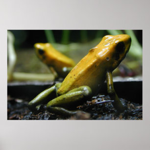 Yellow Frogs Poster