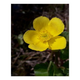 Yellow garden flower poster