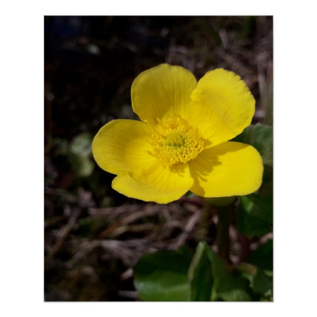 Yellow garden flower poster (Front)