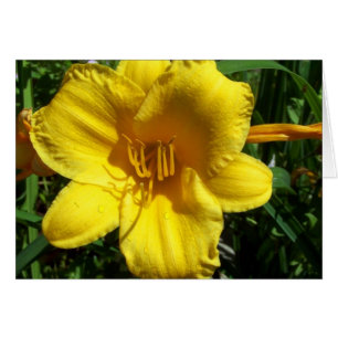 Yellow Garden Lily