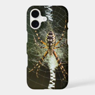 Yellow garden spider closeup