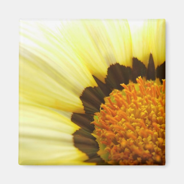 Yellow Gazania Magnet (Front)