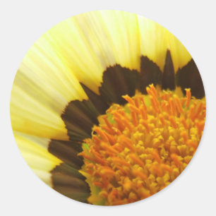 Yellow Gazania Sticker
