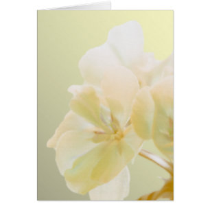 Yellow Geranium