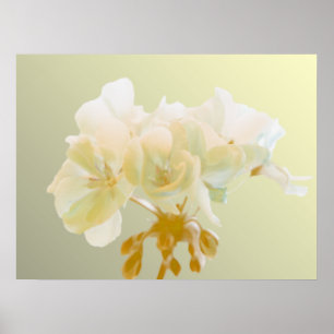 Yellow Geranium Poster