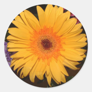 Yellow Gerber Daisy Classic Round Sticker
