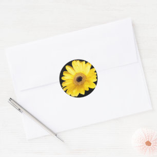Yellow Gerber Daisy Close Up Photograph Classic Round Sticker