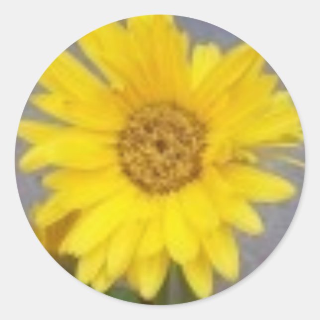 Yellow Gerber Daisy Sticker (Front)