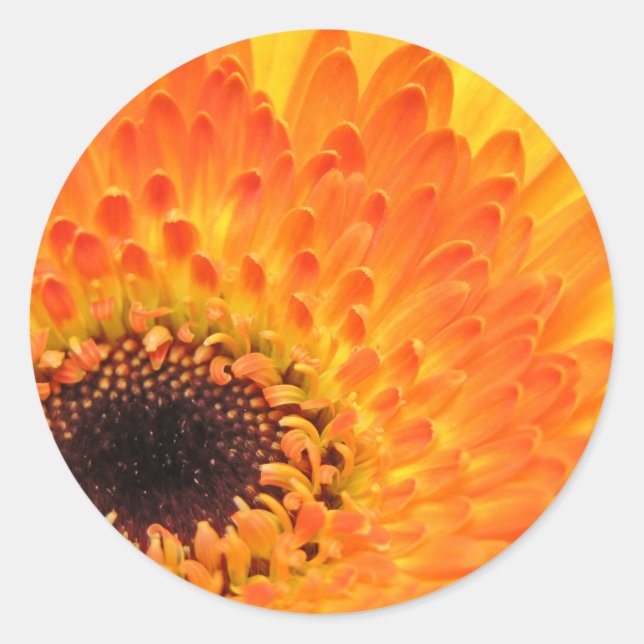 Yellow Gerber Stickers (Front)