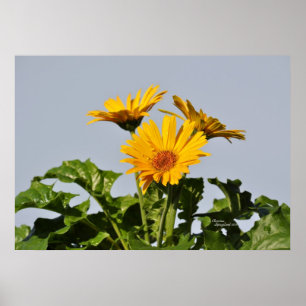 Yellow Gerbera Daisies Poster