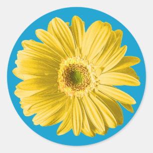Yellow Gerbera Daisy Flower Classic Round Sticker
