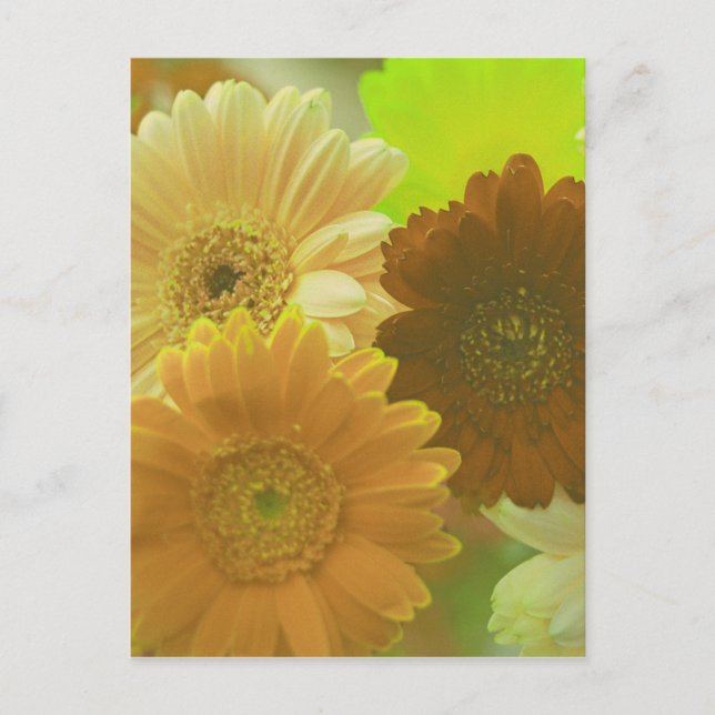 Yellow Gerbera Daisy Flower Photo Art Postcard (Front)