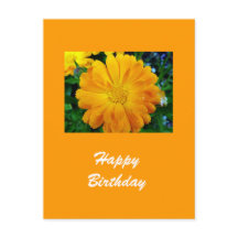 yellow gerbera daisy flower