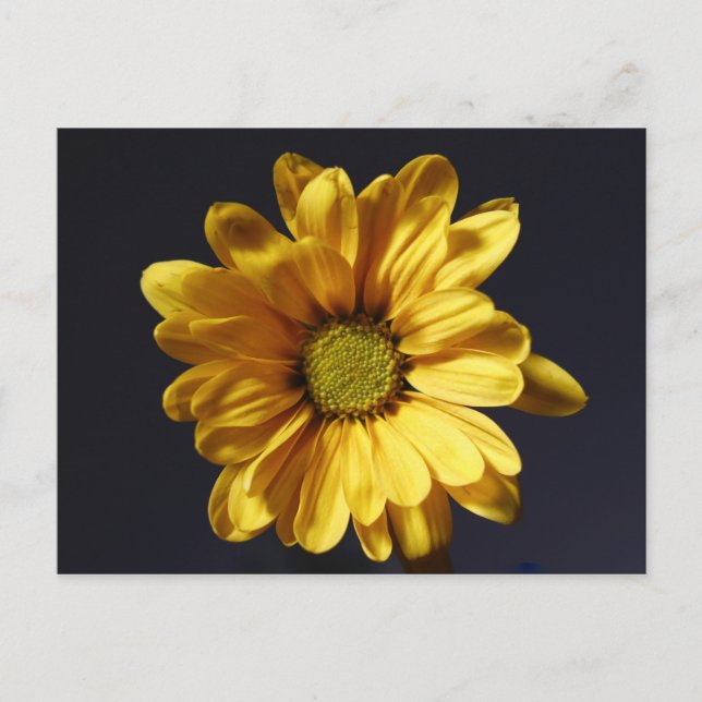 Yellow Gerbera Daisy Postcard (Front)
